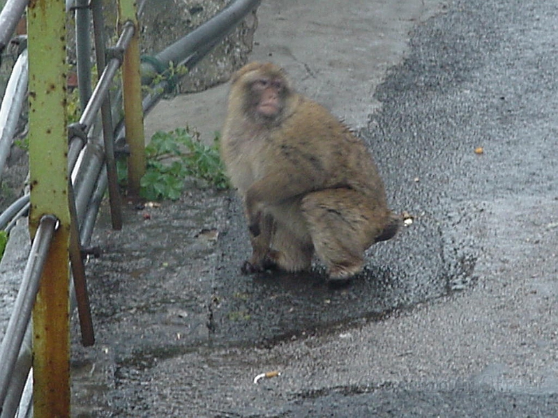 Monkey At Gibraltar 1.jpg